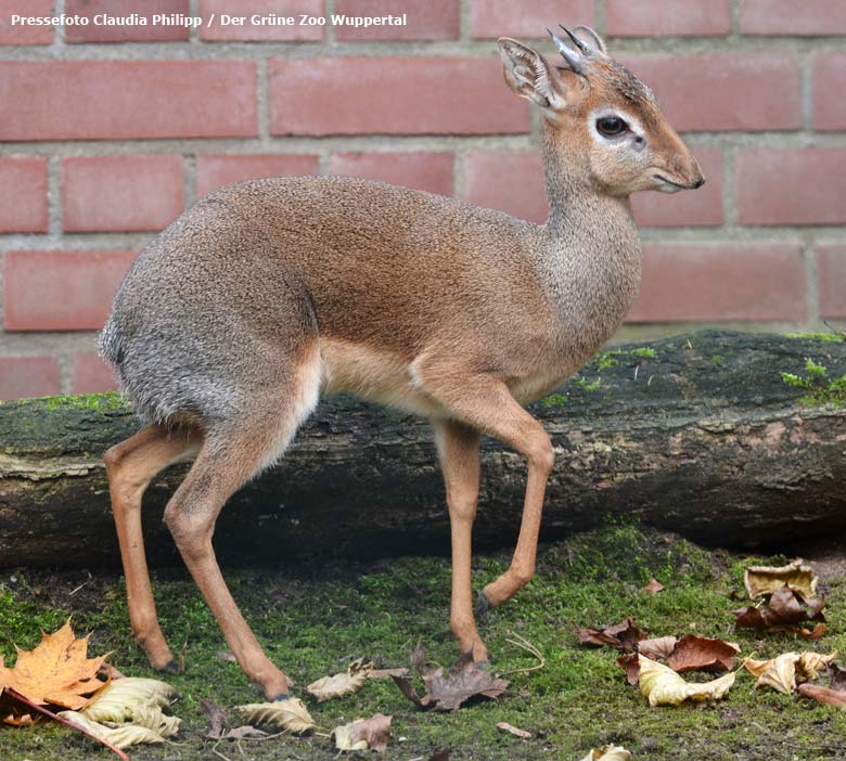 Pressefoto: Kirk-Dikdik Männchen auf der Außenanlage im Zoologischen Garten der Stadt Wuppertal (Pressefoto Claudia Philipp - Der Grüne Zoo Wuppertal)