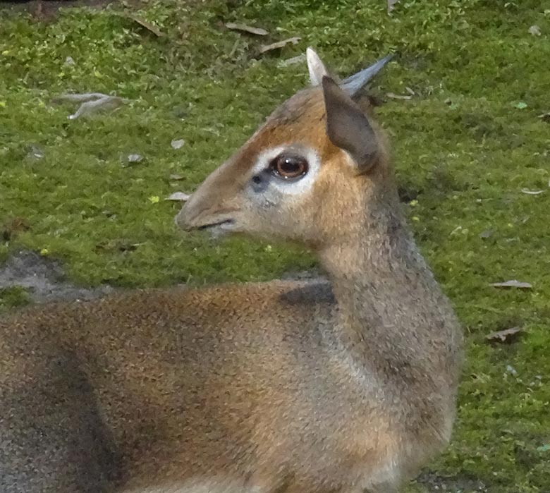 Kirk-Dikdik Männchen am 8. April 2017 auf der Außenanlage im Grünen Zoo Wuppertal