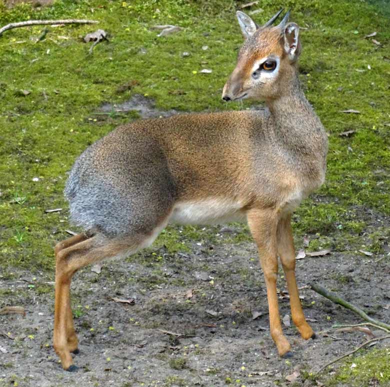 Kirk-Dikdik Männchen am 8. April 2017 auf der Außenanlage im Wuppertaler Zoo