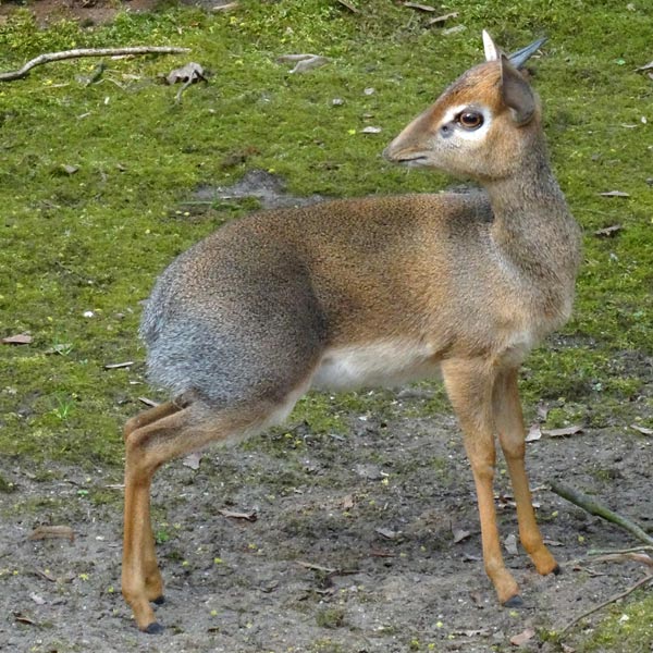 Kirk-Dikdik im April 2017 im Wuppertaler Zoo