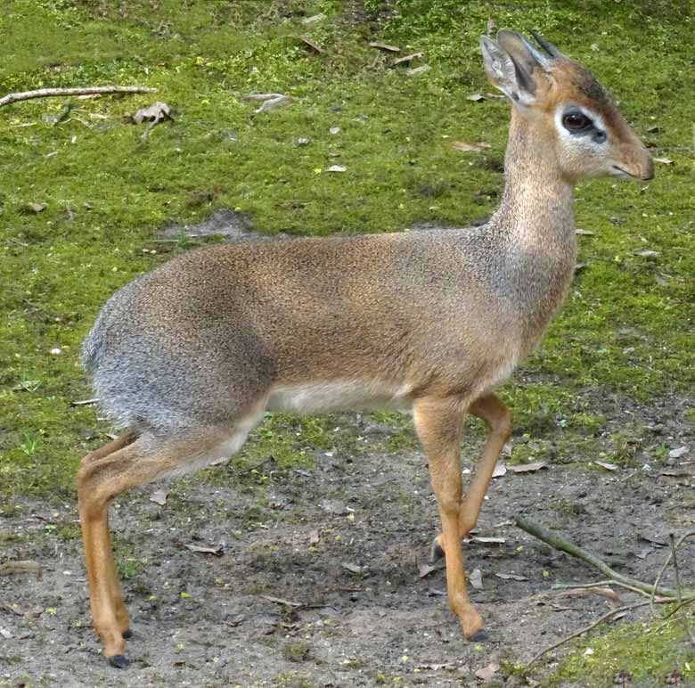 Kirk-Dikdik Männchen am 8. April 2017 auf der Außenanlage im Zoologischen Garten der Stadt Wuppertal