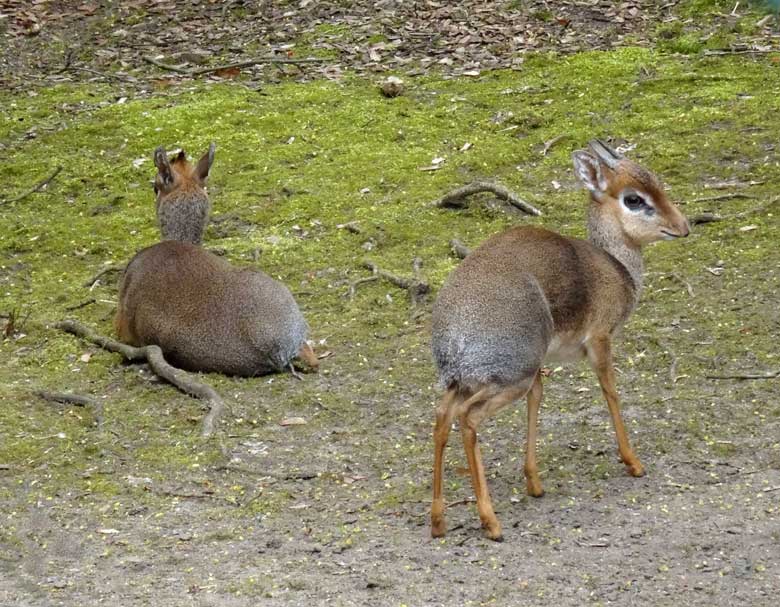 Kirk-Dikdiks am 13. April 2017 auf der Außenanlage im Zoologischen Garten der Stadt Wuppertal