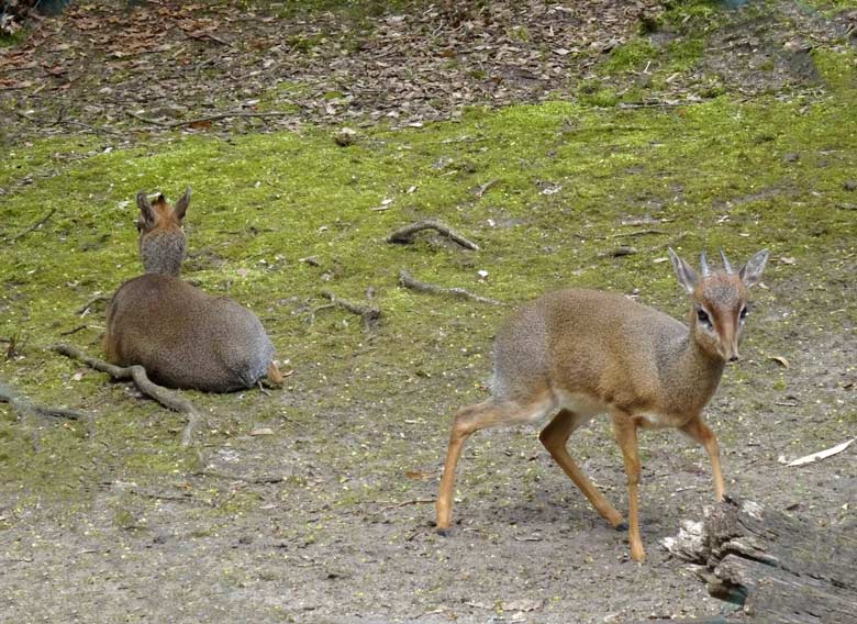 Kirk-Dikdiks am 13. April 2017 auf der Außenanlage im Wuppertaler Zoo