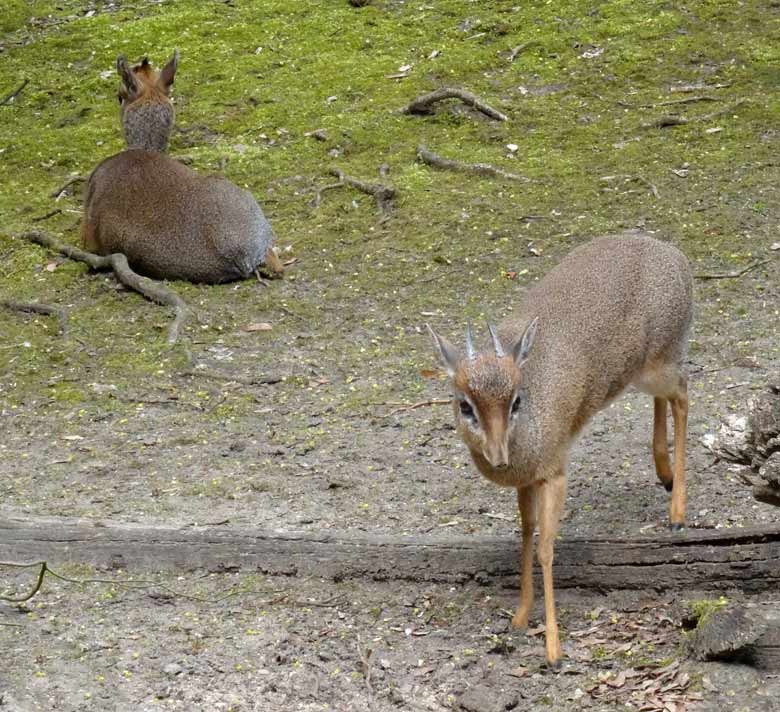 Kirk-Dikdiks am 13. April 2017 auf der Außenanlage im Grünen Zoo Wuppertal