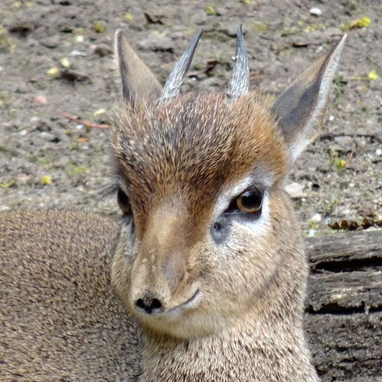 Kirk-Dikdik Männchen am 13. April 2017 auf der Außenanlage im Grünen Zoo Wuppertal