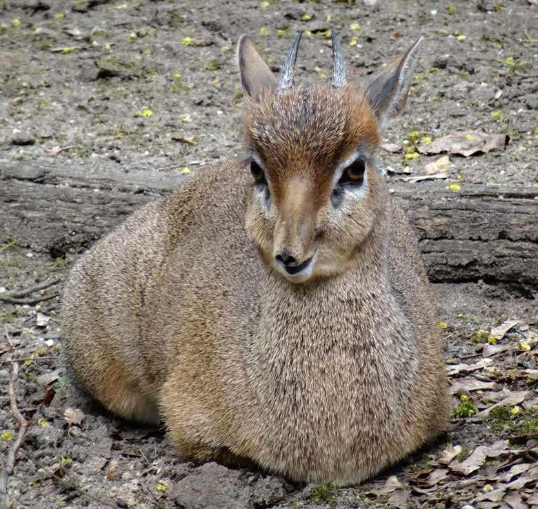 Kirk-Dikdik Männchen am 13. April 2017 auf der Außenanlage im Zoo Wuppertal