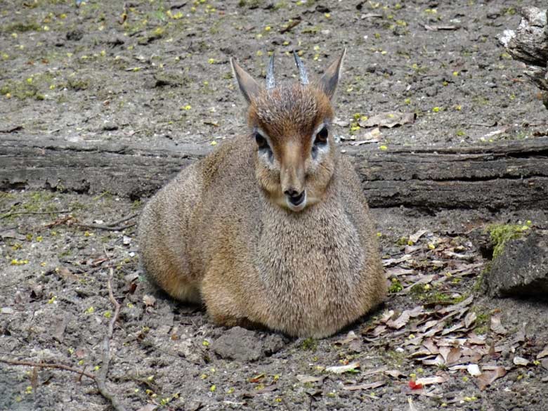 Kirk-Dikdik Männchen am 13. April 2017 auf der Außenanlage im Zoologischen Garten der Stadt Wuppertal