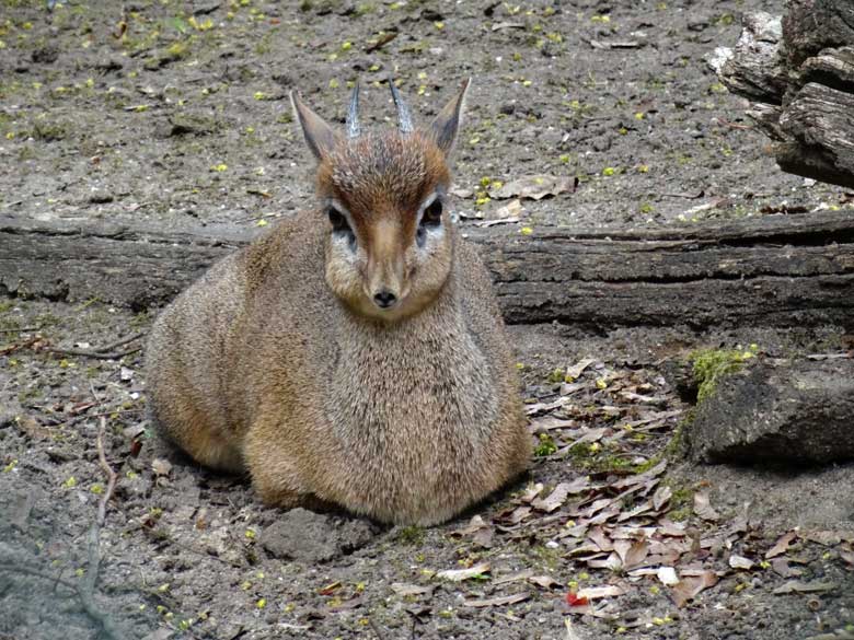 Kirk-Dikdik Männchen am 13. April 2017 auf der Außenanlage im Wuppertaler Zoo