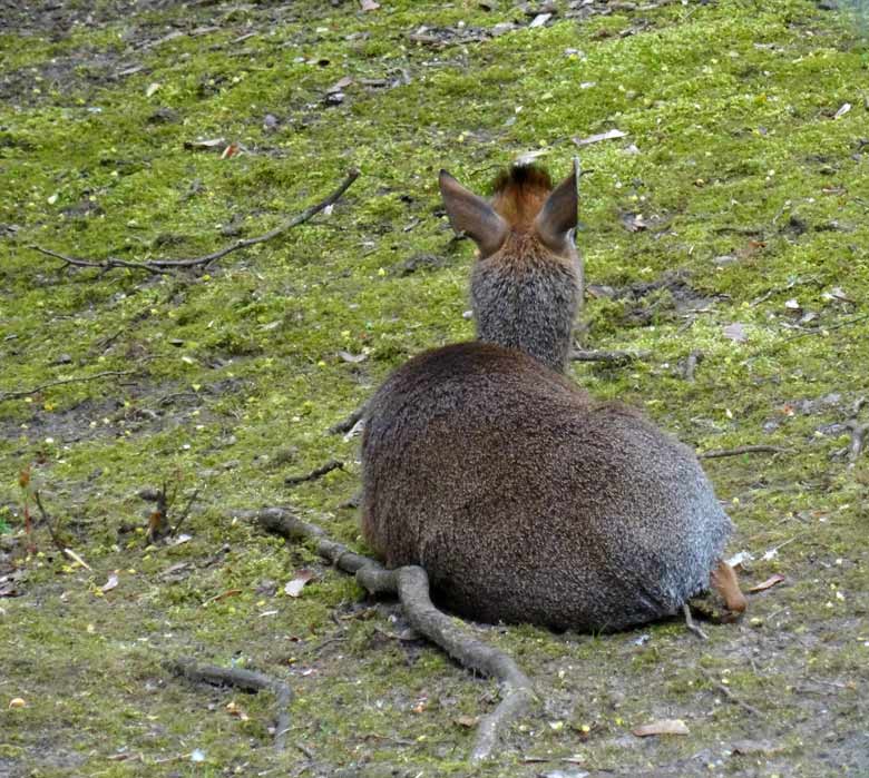 Kirk-Dikdik Weibchen am 13. April 2017 auf der Außenanlage im Zoo Wuppertal