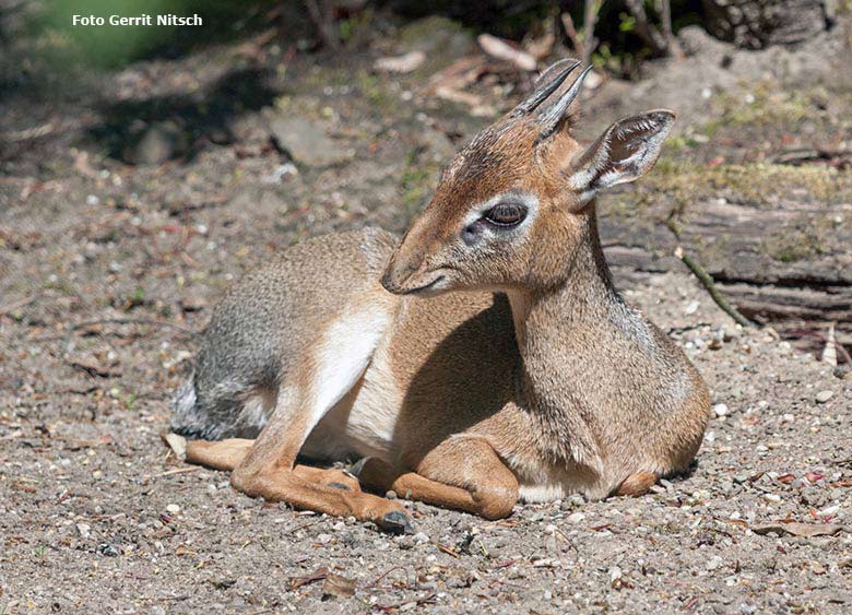 Kirk-Dikdik Männchen am 6. Mai 2017 im Wuppertaler Zoo (Foto Gerrit Nitsch)