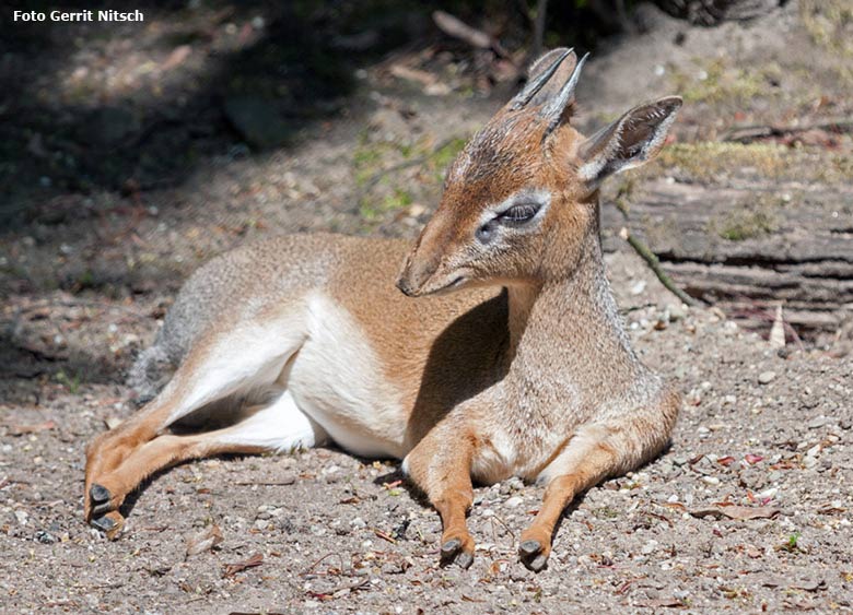 Kirk-Dikdik Männchen am 6. Mai 2017 im Grünen Zoo Wuppertal (Foto Gerrit Nitsch)