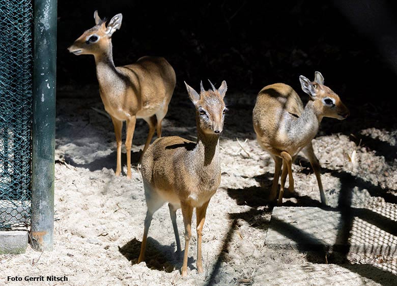 Kirk-Dikdik-Männchen mit zwei Kirk-Dikdik-Weibchen am 21. Mai 2017 im Wuppertaler Zoo (Foto Gerrit Nitsch)