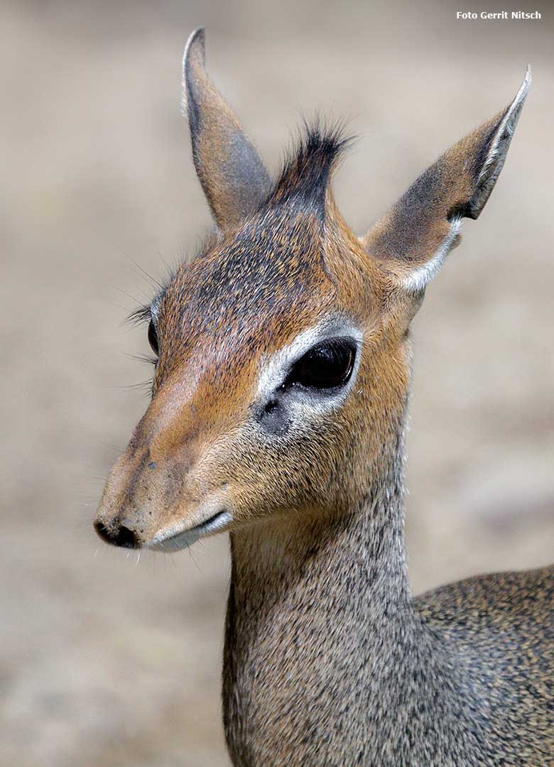 Kirk-Dikdik-Weibchen am 21. Mai 2017 im Zoologischen Garten Wuppertal (Foto Gerrit Nitsch)