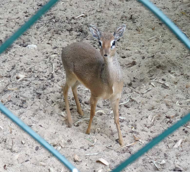 Kirk-Dikdik-Weibchen am 28. Mai 2017 im Vorgehege der Außenanlage im Wuppertaler Zoo