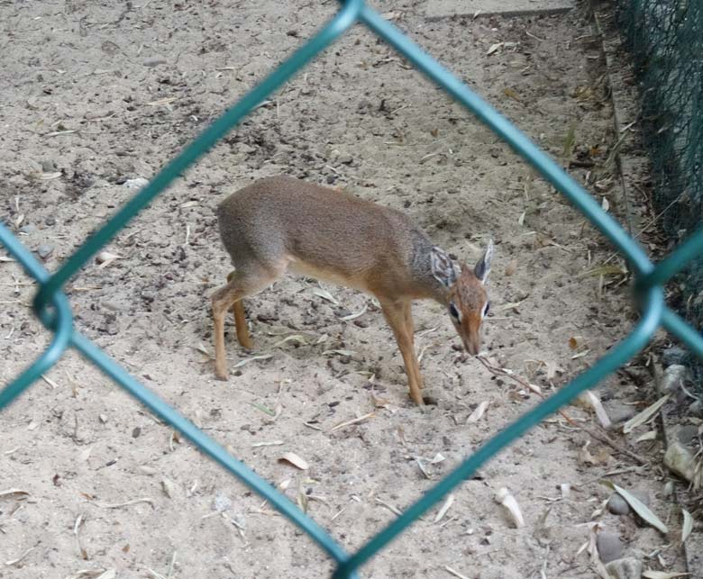 Kirk-Dikdik-Weibchen am 28. Mai 2017 im Vorgehege der Außenanlage im Zoologischen Garten der Stadt Wuppertal