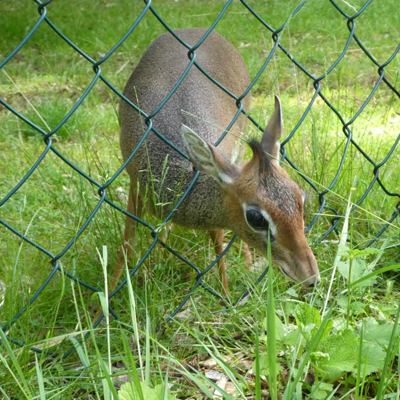 Kirk-Dikdik am 5. Juni 2017 im Grünen Zoo Wuppertal