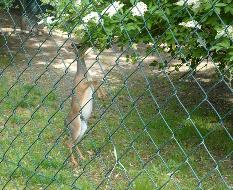 Kirk-Dikdik am 5. Juni 2017 im Zoo Wuppertal