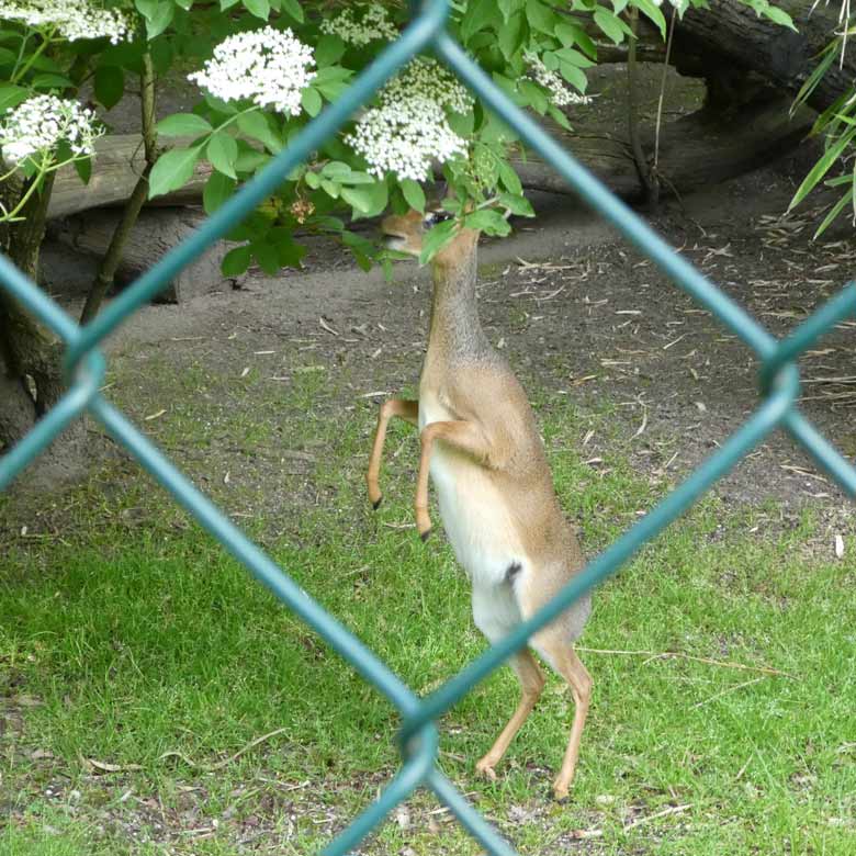 Kirk-Dikdik am 5. Juni 2017 im Zoologischen Garten der Stadt Wuppertal