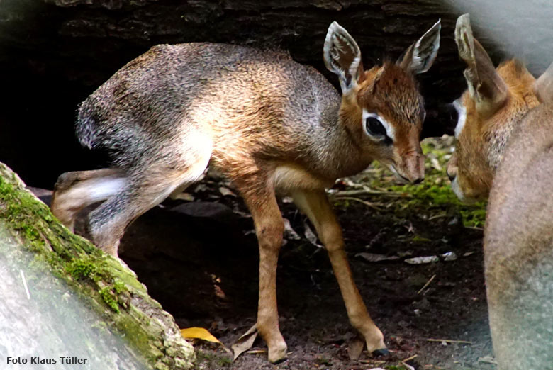 Kirk-Dikdik-Jungtier am Tag seiner Geburt, 5. Juli 2017, auf der Außenanlage im Zoologischen Garten der Stadt Wuppertal (Foto Klaus Tüller)