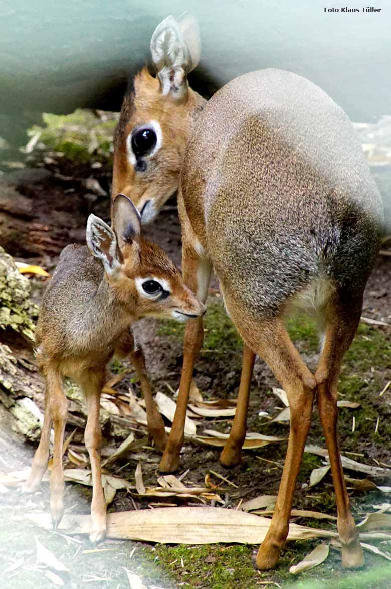 Kirk-Dikdik-Jungtier am Tag seiner Geburt, 5. Juli 2017, auf der Außenanlage im Grünen Zoo Wuppertal (Foto Klaus Tüller)