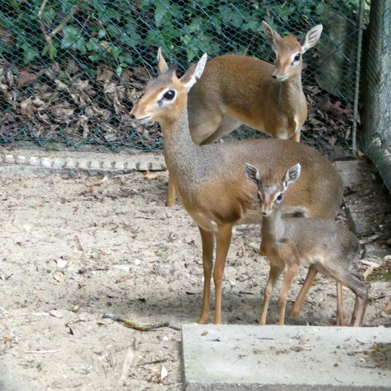 Kirk-Dikdik-Jungtier mit den beiden weiblichen Kirk-Dikdiks am 8. Juli 2017 im Vorgehege der Außenanlage im Zoo Wuppertal