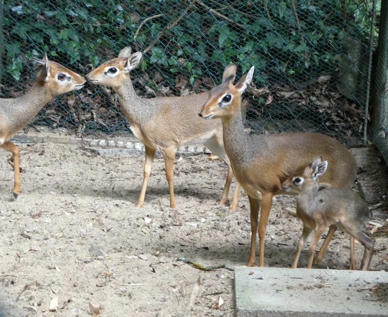 Kirk-Dikdik-Gruppe mit Jungtier am 8. Juli 2017 im Vorgehege der Außenanlage im Zoologischen Garten Wuppertal