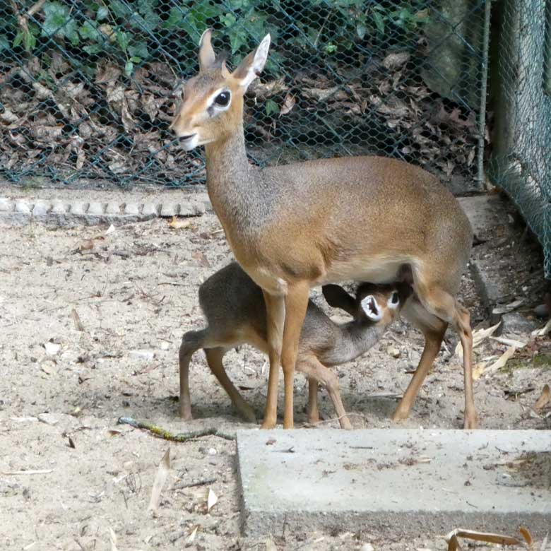 Säugendes Kirk-Dikdik-Jungtier am 8. Juli 2017 im Vorgehege der Außenanlage im Wuppertaler Zoo