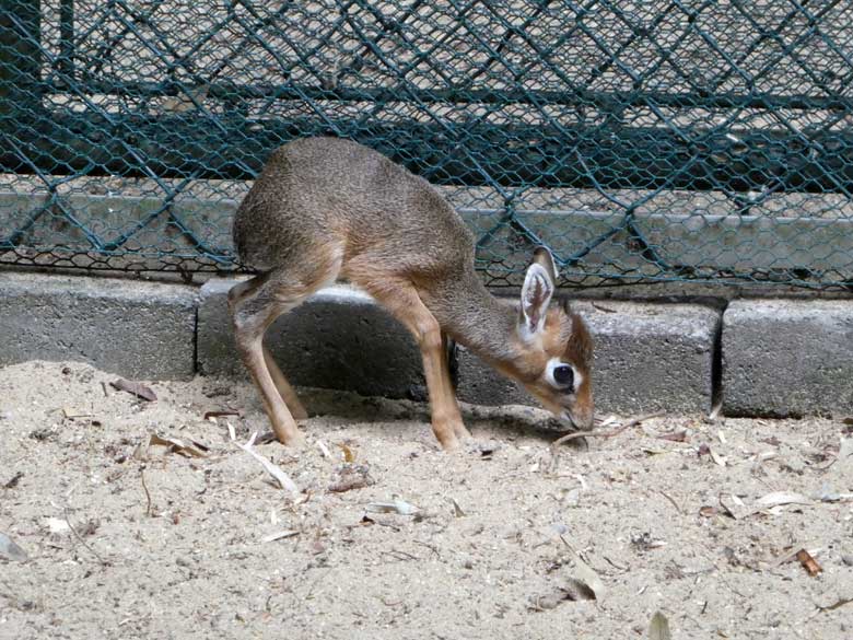 Kirk-Dikdik-Jungtier am 8. Juli 2017 im Vorgehege der Außenanlage im Zoo Wuppertal