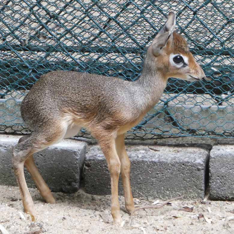 Kirk-Dikdik-Jungtier am 8. Juli 2017 im Vorgehege der Außenanlage im Zoologischen Garten der Stadt Wuppertal