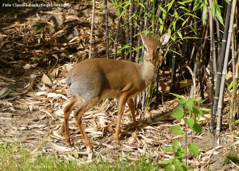 Kirk-Dikdik am 4. September 2017 im Tigertal im Grünen Zoo Wuppertal (Foto Claudia Böckstiegel-Wengler)