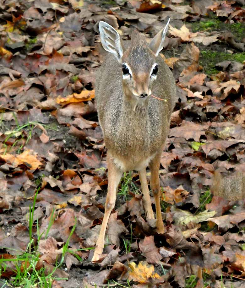 Kirk-Dikdik am 5. November 2017 auf der Außenanlage im Grünen Zoo Wuppertal