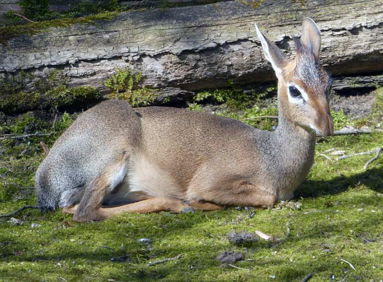 Kirk-Dikdik am 6. April 2018 auf der Außenanlage im Grünen Zoo Wuppertal