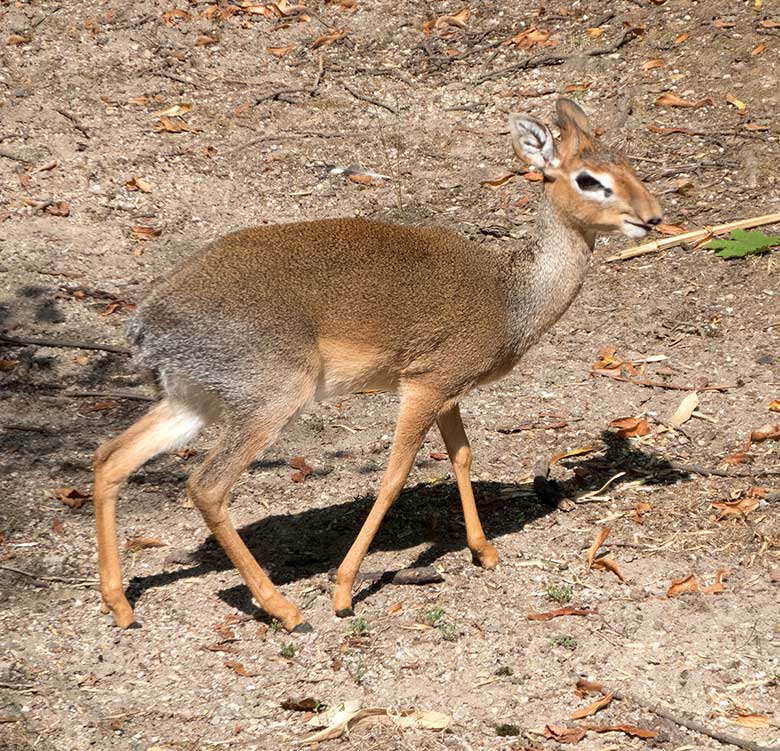 Kirk-Dikdik am 23. August 2018 auf der Außenanlage im Grünen Zoo Wuppertal