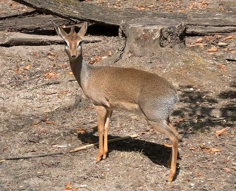 Kirk-Dikdik am 23. August 2018 auf der Außenanlage im Wuppertaler Zoo