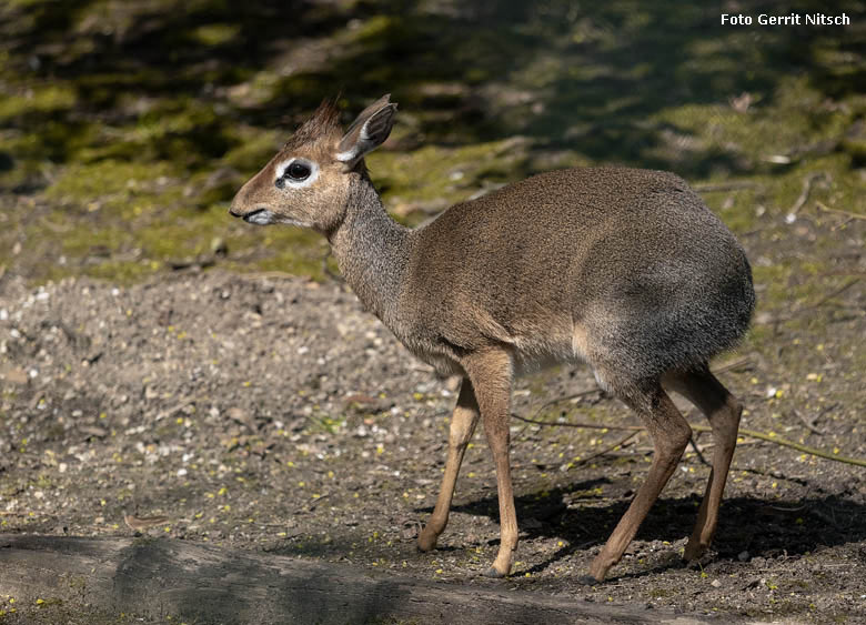 Kirk-Dikdik am 10. April 2019 auf der Außenanlage im Wuppertaler Zoo (Foto Gerrit Nitsch)