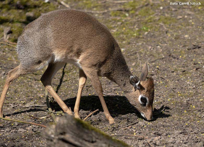 Kirk-Dikdik am 10. April 2019 auf der Außenanlage im Zoologischen Garten der Stadt Wuppertal (Foto Gerrit Nitsch)