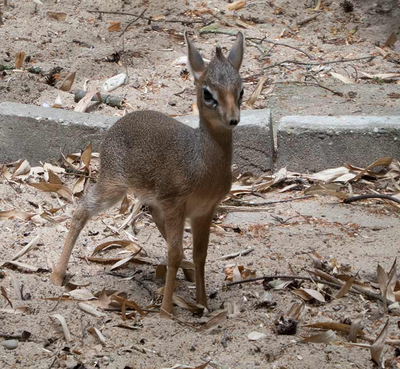 Kirk-Dikdik-Jungtier am 10. Juli 2019 auf der Außenanlage im Zoologischen Garten Wuppertal