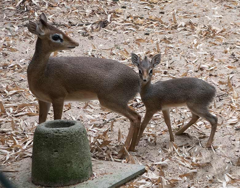 Kirk-Dikdik mit Jungtier am 10. Juli 2019 auf der Außenanlage im Grünen Zoo Wuppertal