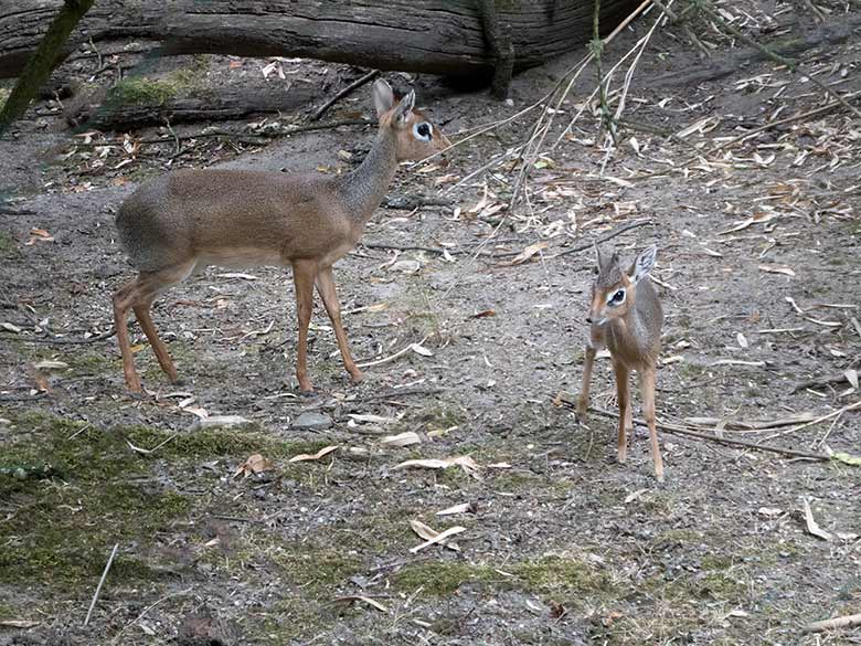 Kirk-Dikdik mit Jungtier am 10. Juli 2019 auf der Außenanlage im Zoo Wuppertal