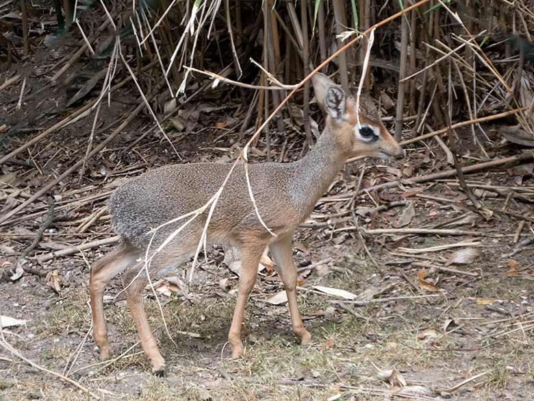 Kirk-Dikdik-Jungtier am 10. Juli 2019 auf der Außenanlage im Wuppertaler Zoo