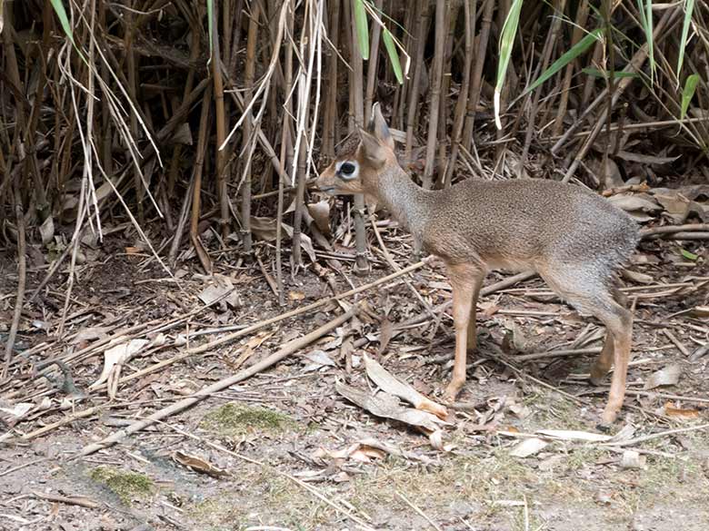 Kirk-Dikdik-Jungtier am 10. Juli 2019 auf der Außenanlage im Zoologischen Garten der Stadt Wuppertal