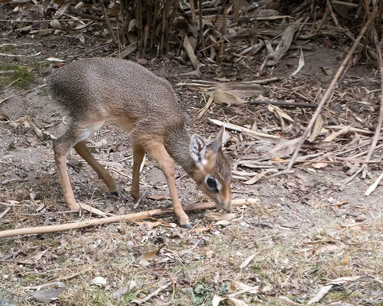 Kirk-Dikdik-Jungtier am 10. Juli 2019 auf der Außenanlage im Grünen Zoo Wuppertal