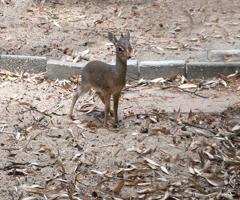 Kirk-Dikdik-Jungtier am 10. Juli 2019 auf der Außenanlage im Wuppertaler Zoo