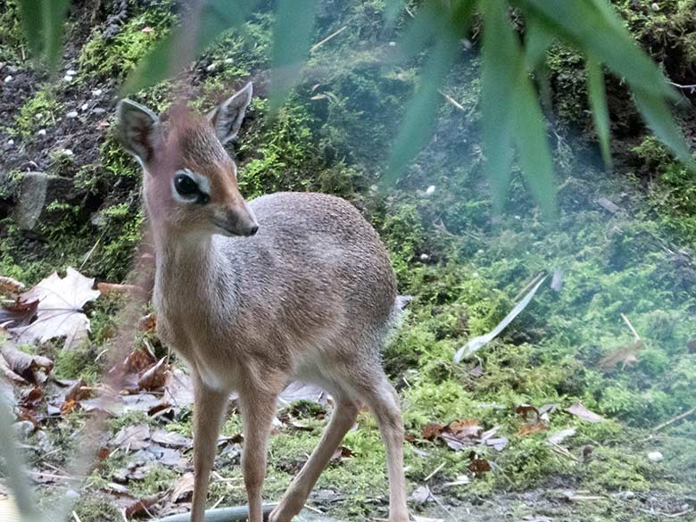 Kirk-Dikdik-Jungtier am 23. Januar 2020 auf der Außenanlage im Grünen Zoo Wuppertal