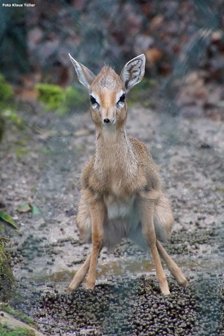 Kirk-Dikdik am 2. Februar 2020 im Außengehege im Grünen Zoo Wuppertal (Foto Klaus Tüller)