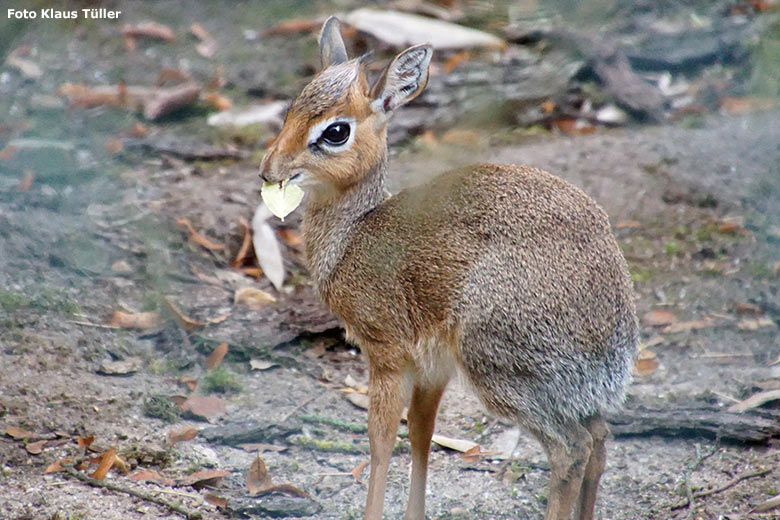 Kirk-Dikdik-Jungtier am 9. September 2020 auf der Außenanlage im Zoologischen Garten Wuppertal (Foto Klaus Tüller)