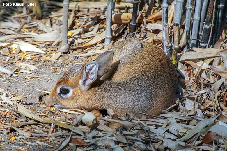 Kirk-Dikdik-Jungtier am 18. September 2020 auf der Außenanlage im Wuppertaler Zoo (Foto Klaus Tüller)