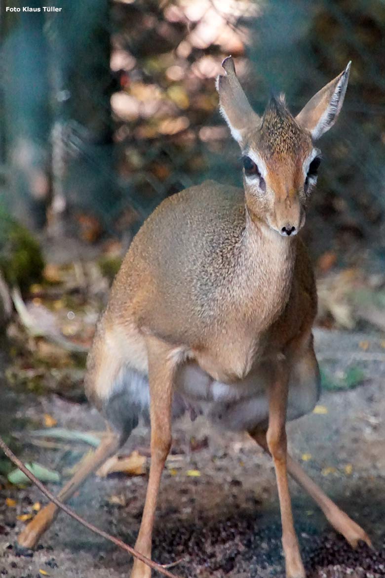 Kirk-Dikdik am 18. September 2020 auf der Außenanlage im Grünen Zoo Wuppertal (Foto Klaus Tüller)