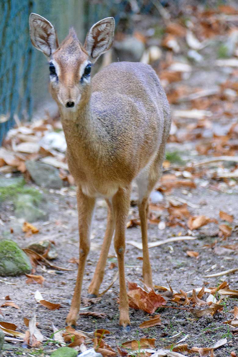 Adultes Kirk-Dikdik am 23. September 2020 auf der Außenanlage im Grünen Zoo Wuppertal