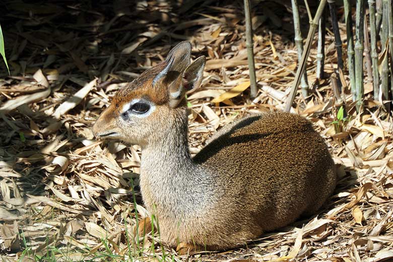 Männliches Kirk-Dikdik am 31. August 2021 auf der Außenanlage im Zoologischen Garten Wuppertal